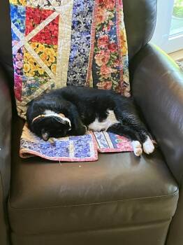 Juno -  Domestic Short Hair Cat for Adoption - Juno | PetCurious