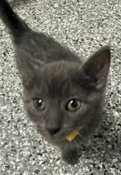 Rain -  Domestic Short Hair Cat for Adoption in Bryan, Ohio - Rain | PetCurious