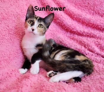 Sunflower -  Calico Cat for Adoption in St. Augustine, Florida - Sunflower | PetCurious