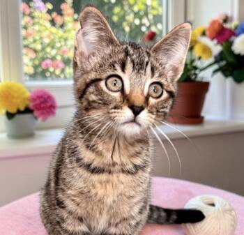 Tabby Cats Available for Adoption in Perry, Iowa - Rose | PetCurious