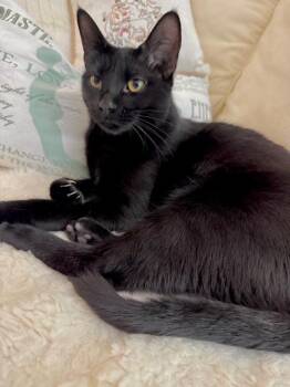 Domestic Short Hair Cats Available for Adoption - Raven The Lap Cat | PetCurious