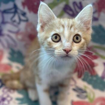 lala -  Domestic Medium Hair Cat Available for Adoption in Matteson, Illinois - Lala | PetCurious
