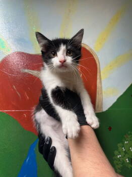 Rescue Tuxedo Cats for Adoption in Lovingston, Virginia - Rudy | PetCurious