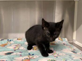 Domestic Short Hair Cats Available for Adoption in Tustin, California - PAISLEY | PetCurious