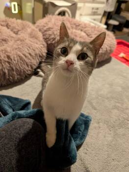 Grayson #4 -  Domestic Short Hair Cat for Adoption in Westfield, Wisconsin - Grayson #4 | PetCurious