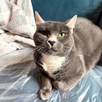 Rescue Domestic Short Hair Cats for Adoption - Agatha Sumner | PetCurious