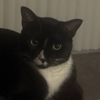 Mason -  Domestic Short Hair Cat for Adoption in Matteson, Illinois - Mason | PetCurious