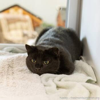 Rescue Domestic Short Hair Cats for Adoption in Bloomfield, Connecticut - Keeley | PetCurious