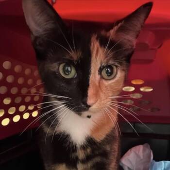 Domestic Short Hair Cats Available for Adoption in Renton, Washington - Cookie | PetCurious