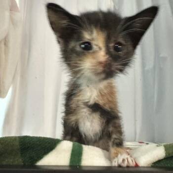 Route 84 - Fuela -  Domestic Short Hair Cat for Adoption in Hinesville, Georgia - Route 84 - Fuela | PetCurious