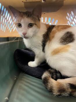 A138423 -  Domestic Short Hair Cat for Adoption in Palmetto, Florida - A138423 | PetCurious
