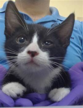 Domestic Short Hair Cats Available for Adoption in Doral, Florida - SIMON | PetCurious