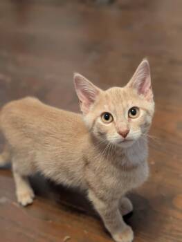 Tulip -  Tabby Cat for Adoption in Richmond, Virginia - Tulip | PetCurious