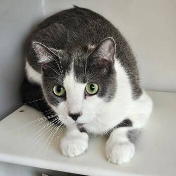 Han -  Domestic Short Hair Cat for Adoption in Burlington, Ontario - Han | PetCurious