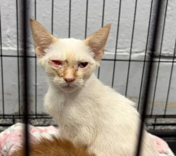 Sincere -  Domestic Short Hair Cat for Adoption in Mobile, Alabama - Sincere | PetCurious