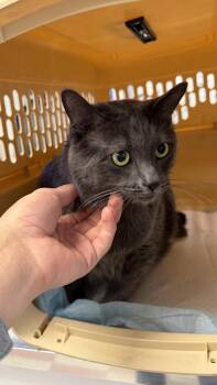 Domestic Short Hair Cats Available for Adoption - Koi | PetCurious