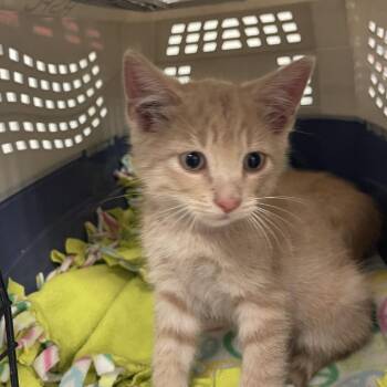 Chico -  Domestic Short Hair Cat for Adoption in Albert Lea, Minnesota - Chico | PetCurious