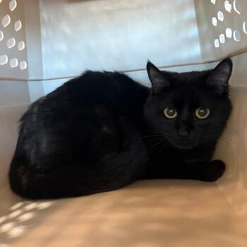 Qdoba -  Domestic Short Hair Cat for Adoption in Cheyenne, Wyoming - Qdoba | PetCurious