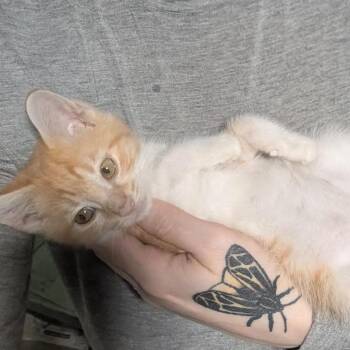 Domestic Short Hair Cats Available for Adoption in Lexington, Kentucky - Ferdinand | PetCurious
