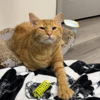 Noodle -  Domestic Medium Hair Cat for Adoption in Missouri City, Texas - Noodle | PetCurious