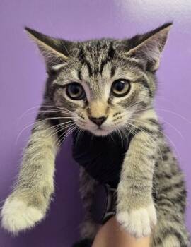 Domestic Short Hair Cats Available for Adoption - Blush | PetCurious