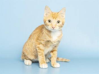 RICKY -  Domestic Short Hair Cat for Adoption in Phoenix, Arizona - RICKY | PetCurious