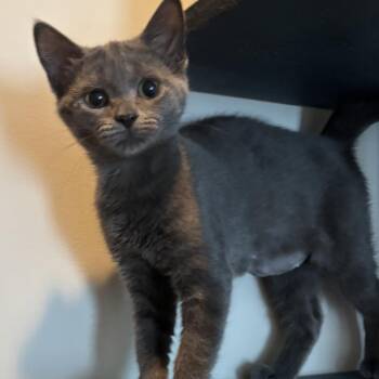Remi -  Domestic Short Hair Cat for Adoption in Cumming, Georgia - Remi | PetCurious