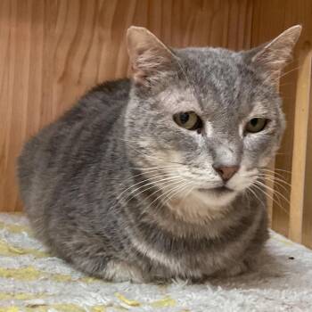 Domestic Short Hair Cats Available for Adoption - Mr.Grey | PetCurious