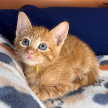 Rescue Domestic Short Hair Cats for Adoption in San Antonio, Texas - Butter | PetCurious