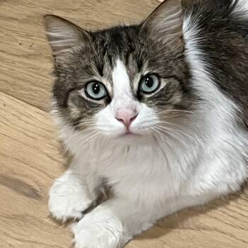 Benji -  Siberian and Norwegian Forest Cat Cat for Adoption in Satsuma, Alabama - Benji | PetCurious