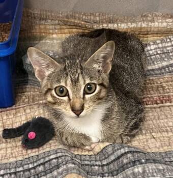 Bambino -  Domestic Short Hair Cat for Adoption in Stratham, New Hampshire - Bambino | PetCurious