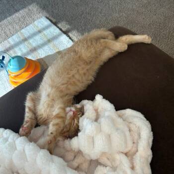 Dilly Bar--In Foster***ADOPTION PENDING*** -  Domestic Short Hair Cat for Adoption in Fargo, North Dakota - Dilly Bar--In Foster***ADOPTION PENDING*** | PetCurious