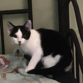 Koi -  Domestic Short Hair Cat for Adoption in Newborn, Georgia - Koi | PetCurious