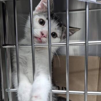 Sir Wallace -  Domestic Short Hair Cat for Adoption in Newark, New Jersey - Sir Wallace | PetCurious