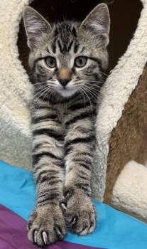 Kayak -  Domestic Short Hair Cat for Adoption in Allegan, Michigan - Kayak | PetCurious