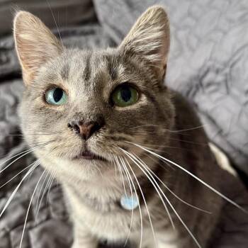 Sierra 2 -  Domestic Short Hair Cat for Adoption in Chicago, Illinois - Sierra 2 | PetCurious