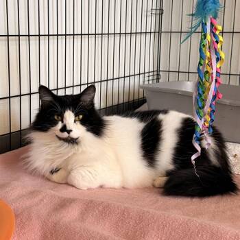 Lady -  Domestic Medium Hair Cat for Adoption in Tucson, Arizona - Lady | PetCurious