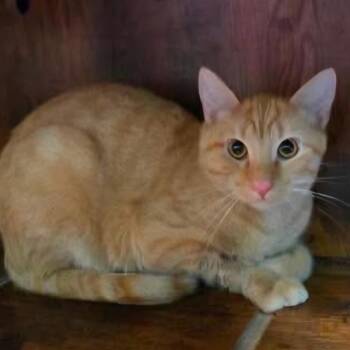 Sancho -  Domestic Short Hair Cat for Adoption in Newcastle, Oklahoma - Sancho | PetCurious