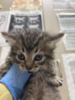 Domestic Short Hair Cats Available for Adoption - JASON | PetCurious