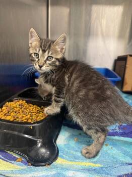 Veck Simms -  Domestic Short Hair Cat for Adoption in Danielsville, Georgia - Veck Simms | PetCurious
