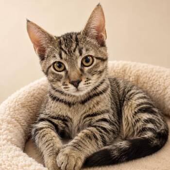 RICHARD PRYOR -  Domestic Short Hair Cat for Adoption in Cranston, Rhode Island - RICHARD PRYOR | PetCurious