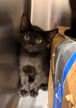 EDDY -  Domestic Short Hair Cat for Adoption in Baytown, Texas - EDDY | PetCurious