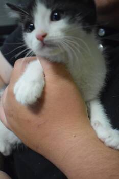 Domestic Short Hair Cats Available for Adoption in Pahrump, Nevada - Simpson (Kira K2) | PetCurious