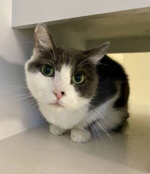 Rescue Domestic Short Hair Cats for Adoption in Fargo, North Dakota - Emilio | PetCurious