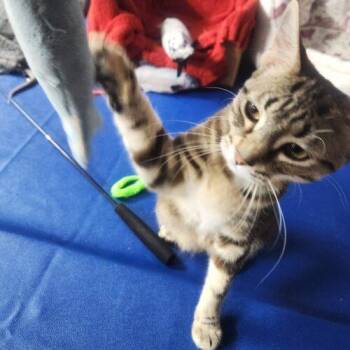 Butterfinger -  Domestic Short Hair Cat for Adoption in Fishers, Indiana - Butterfinger | PetCurious
