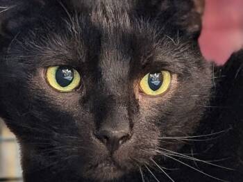 Domestic Short Hair Cats Available for Adoption in Monrovia, California - Echo | PetCurious