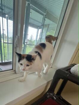 Star -  Calico and Domestic Short Hair Cat for Adoption in Austin, Minnesota - Star | PetCurious