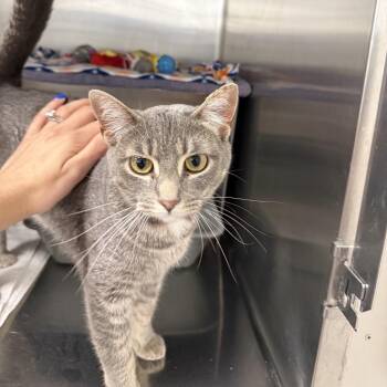 Cookie -  Domestic Short Hair Cat for Adoption in Buffalo, New York - Cookie | PetCurious