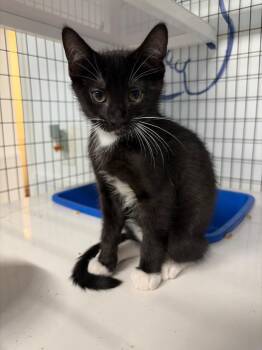 Milo -  Domestic Short Hair Cat for Adoption in St. Augustine, Florida - Milo | PetCurious