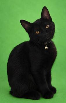 Fresca -  Domestic Short Hair Cat for Adoption in Columbia, Tennessee - Fresca | PetCurious